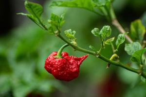 Piment Carolina Reaper Frais